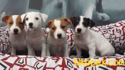 JACK RUSSEL YAVRULARI 2