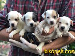 JACK RUSSEL YAVRULARI 3