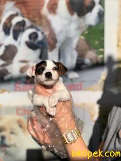 JACK RUSSEL YAVRULARI 2