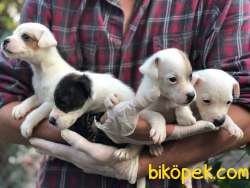 JACK RUSSEL YAVRULARI 4