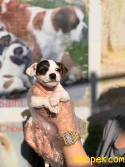 JACK RUSSEL YAVRULARI 1