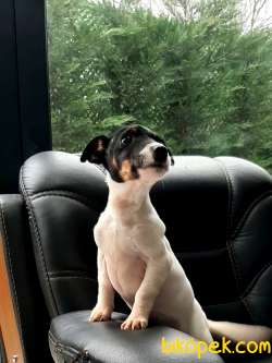 JACK RUSSEL YAVRULARI 3