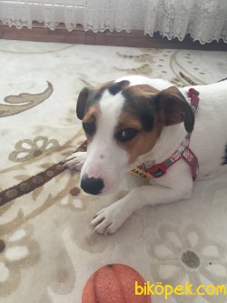 Jack Russell 3