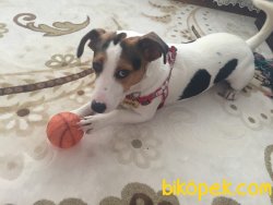 Jack Russell 2