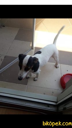 Jack Russell 5