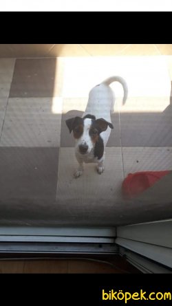 Jack Russell 3