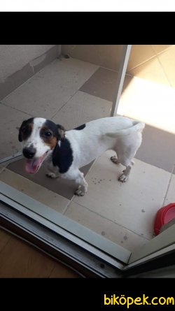 Jack Russell 4