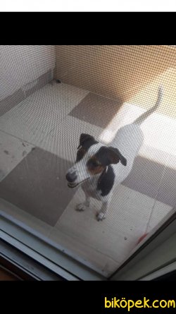 Jack Russell 1
