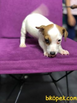 Jack Russell 2