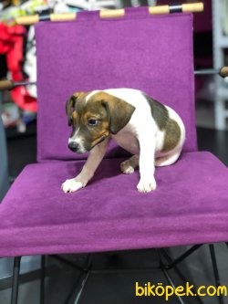 Jack Russell 1