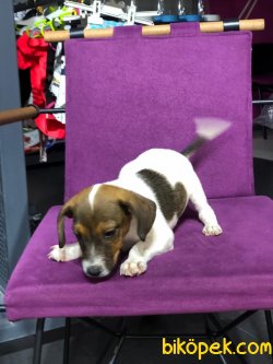 Jack Russell 5