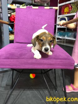 Jack Russell 3