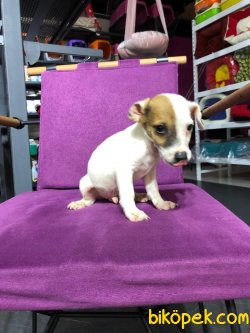 Jack Russell 4