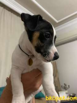 Jack Russell 4