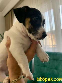 Jack Russell 3