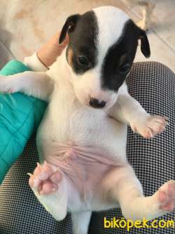 Jack Russell 2
