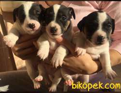 Jack Russell 1