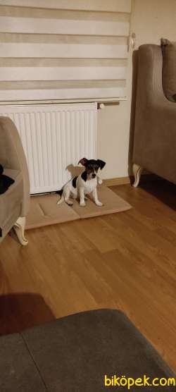 Jack Russell 2
