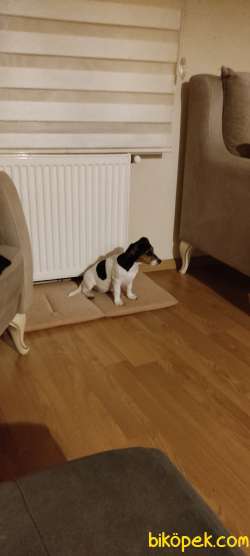 Jack Russell 3