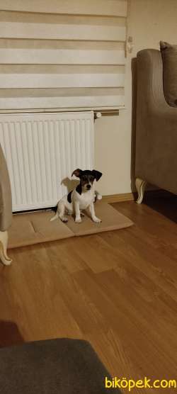 Jack Russell 1