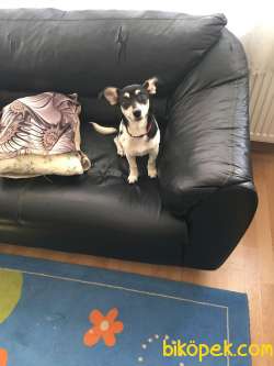 Jack Russell 8 Aylik 1