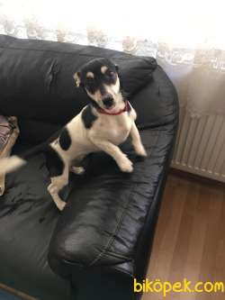 Jack Russell 8 Aylik 2