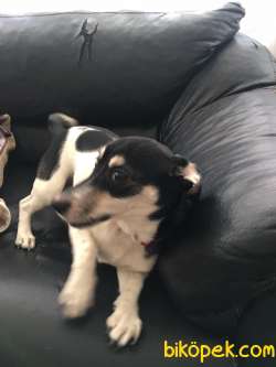 Jack Russell 8 Aylik 3
