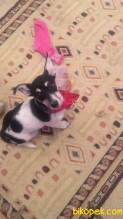 Jack Russell 8 Aylik 5