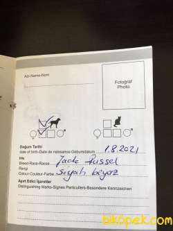 Jack Russell 8 Aylik 4