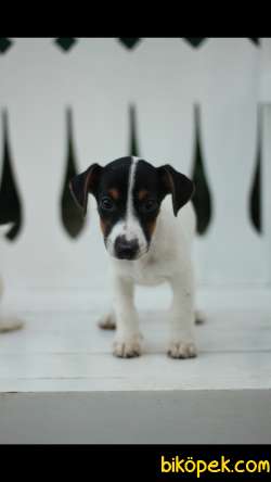 Jack Russell 'Akkuş Üretim Çiftliği' 5