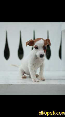 Jack Russell 'Akkuş Üretim Çiftliği' 3
