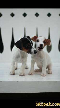 Jack Russell 'Akkuş Üretim Çiftliği' 2