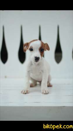 Jack Russell 'Akkuş Üretim Çiftliği' 2