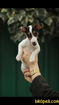 Jack Russell 'Akkuş Üretim Çiftliği' 3