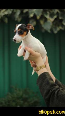 Jack Russell 'Akkuş Üretim Çiftliği' 4