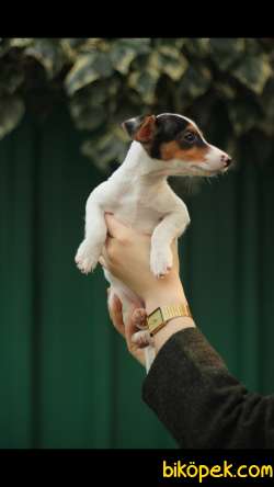 Jack Russell 'Akkuş Üretim Çiftliği' 1