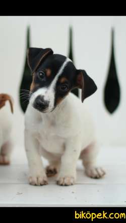 Jack Russell 'Akkuş Üretim Çiftliği' 5