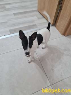 Jack Russell Sahiplendirme 2
