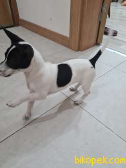 Jack Russell Sahiplendirme 3