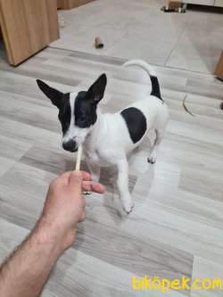 Jack Russell Sahiplendirme 1