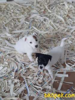 JACK RUSSELL TERR YAVRULARI 1