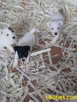 JACK RUSSELL TERR YAVRULARI 5