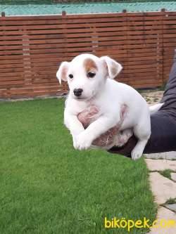 JACK RUSSELL TERR YAVRULARI 2