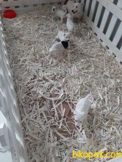JACK RUSSELL TERR YAVRULARI 3