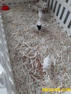 JACK RUSSELL TERR YAVRULARI 4