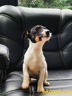 JACK RUSSELL TERR YAVRULARI 2