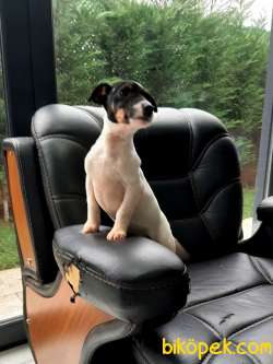 JACK RUSSELL TERR YAVRULARI 4