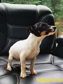 JACK RUSSELL TERR YAVRULARI 3