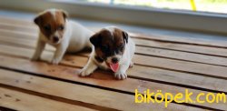 KAHVERENGİ MASKELİ JACK RUSSELL TERRİER YAVRU 3