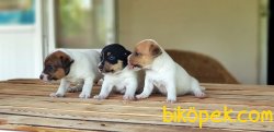 KAHVERENGİ MASKELİ JACK RUSSELL TERRİER YAVRU 2